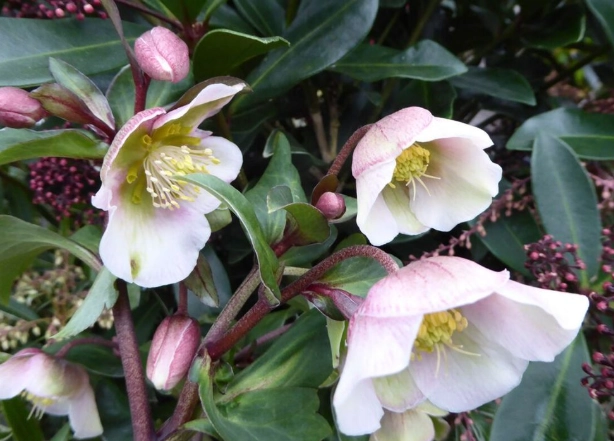 winter blooming flowers