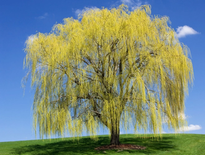 weeping willow care