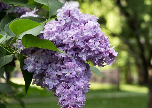 pruning lilacs pruning lilacs