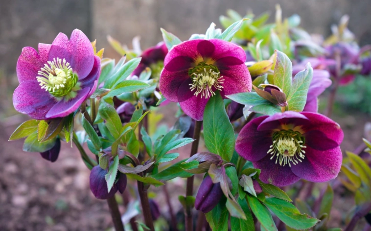 hellebore plant care