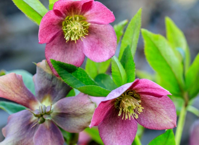 hellebore toxicity