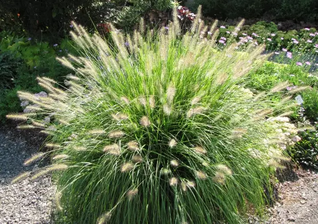 fountain grass landscaping