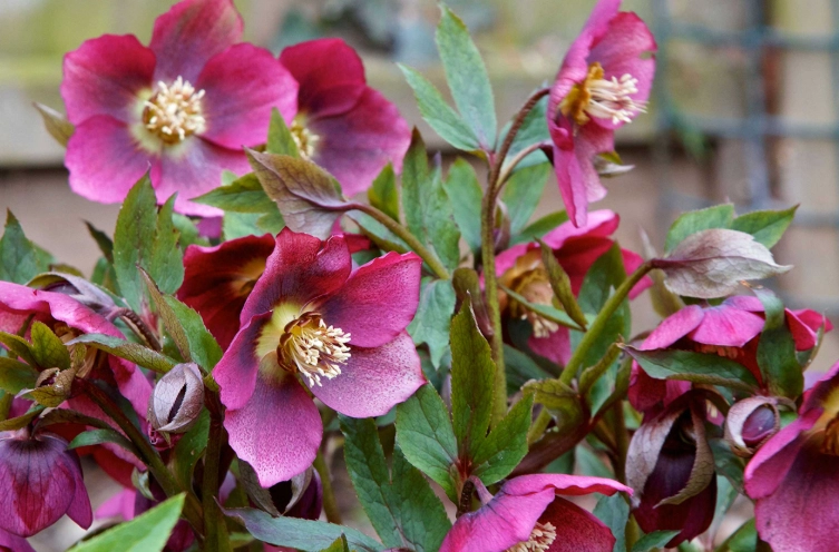 winter blooming flowers