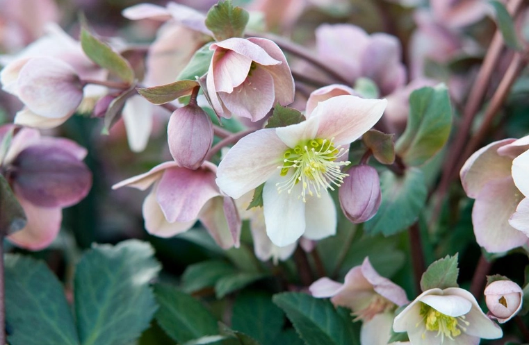 hellebore toxicity