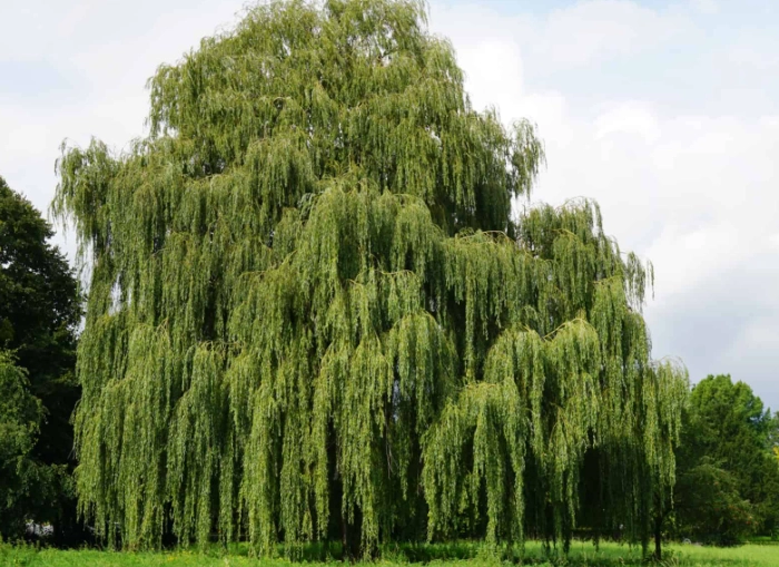 willow tree types