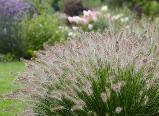 ornamental grass care
