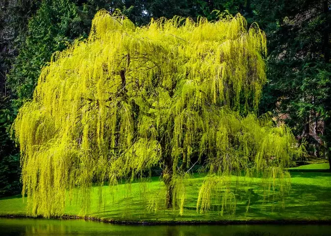willow tree types