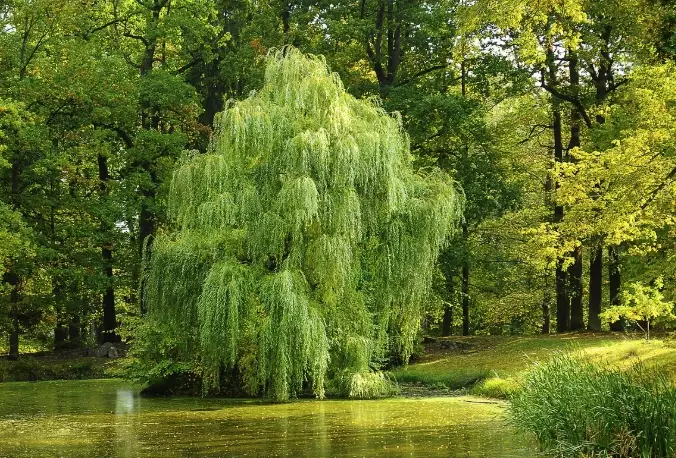 willow tree meaning