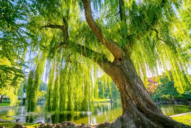willow tree types