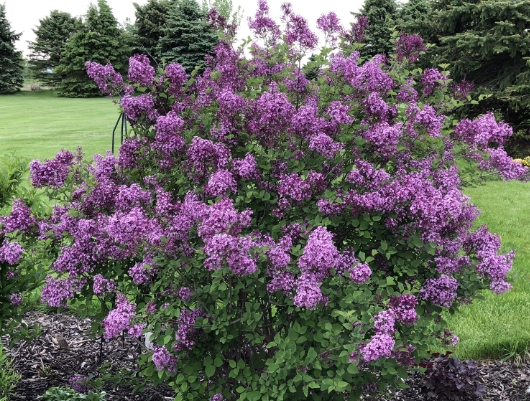 lilac varieties lilac varieties