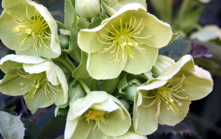 hellebore toxicity
