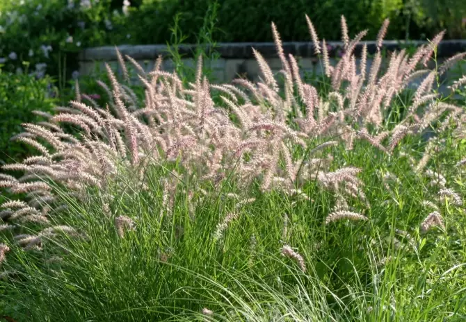 perennial fountain grass
