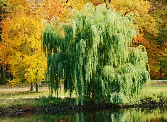 willow tree meaning