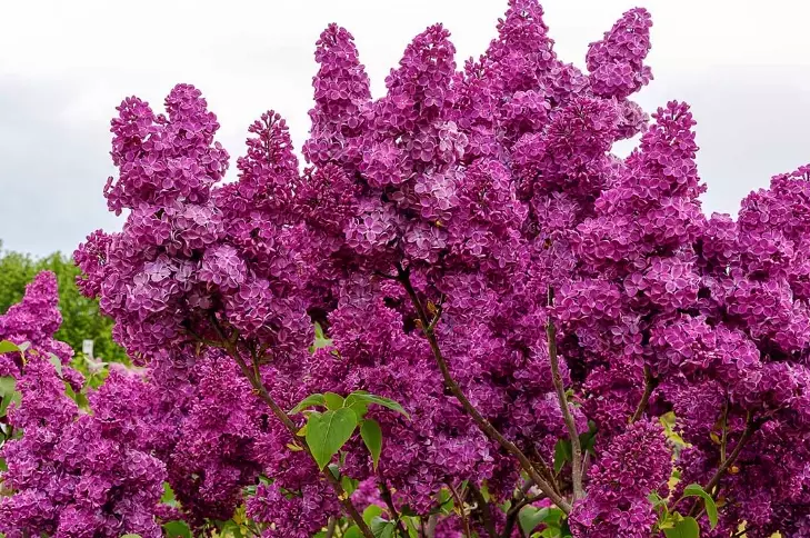 lilac care lilac care