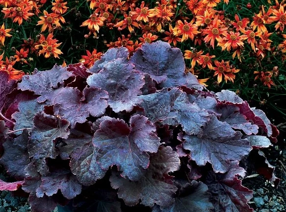 coral bells plant care coral bells plant care