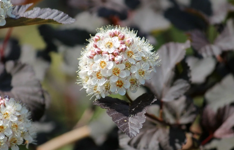 types of ninebark shrubs types of ninebark shrubs