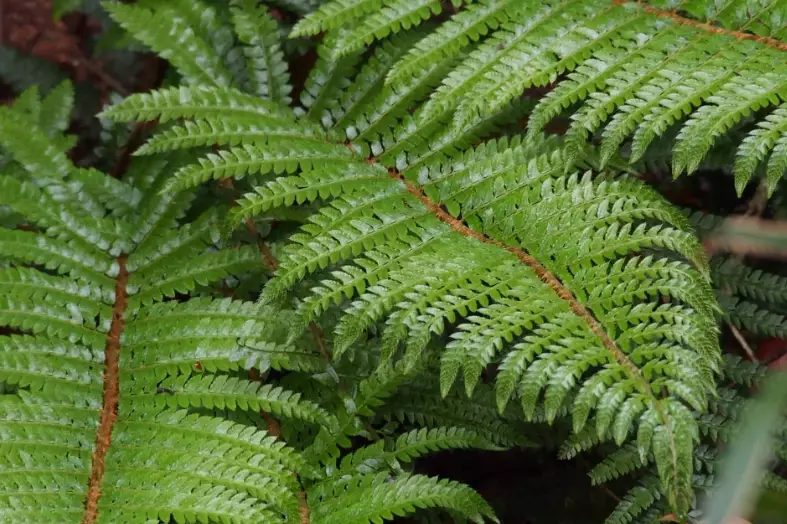 fern varieties fern varieties