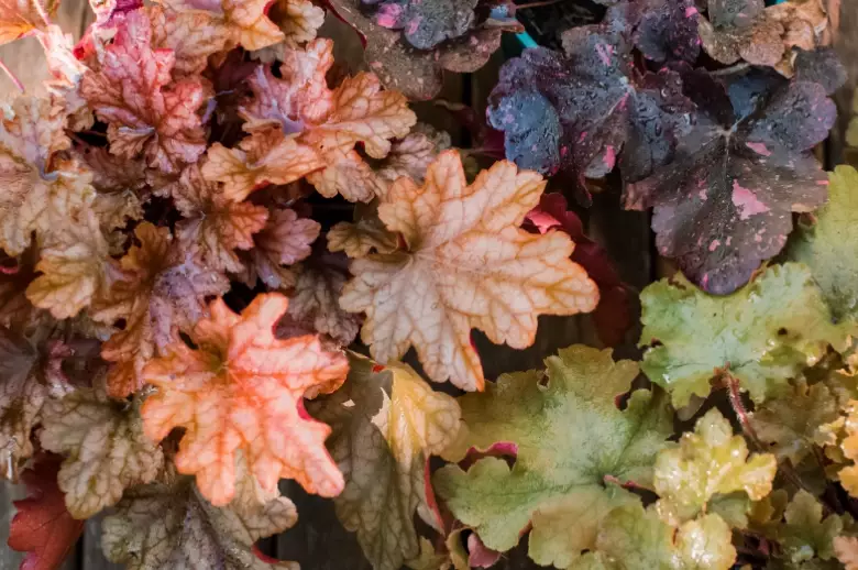 heuchera care heuchera care