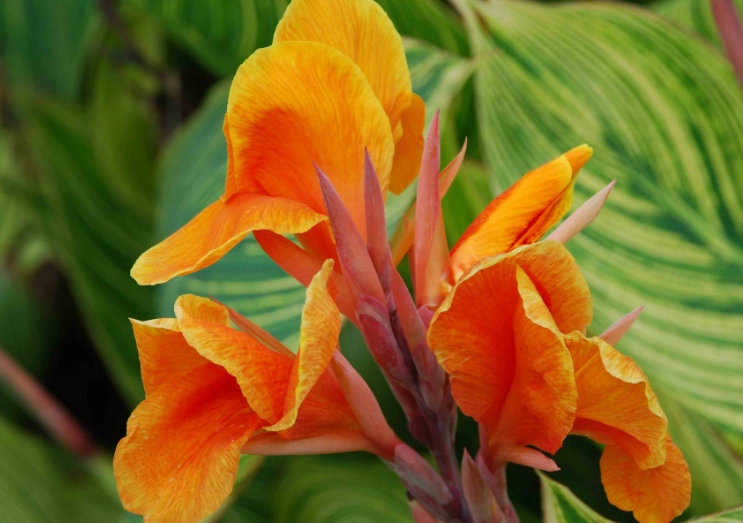 canna plant care