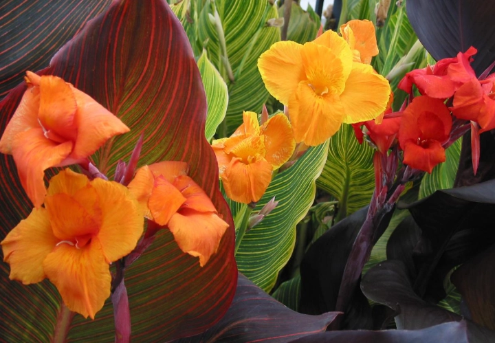 canna lily bulbs