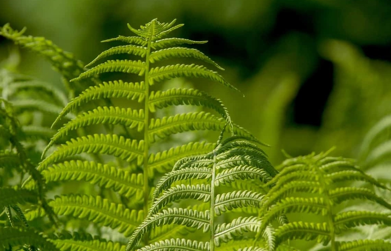 indoor ferns indoor ferns