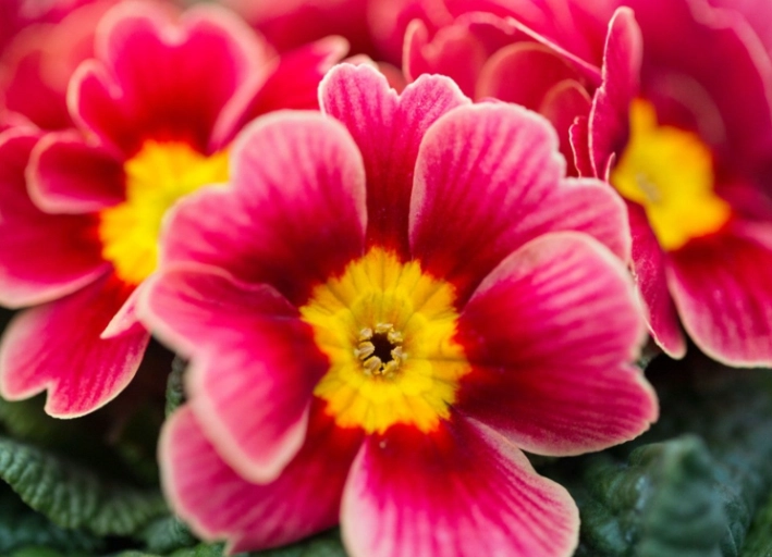 perennial primrose varieties