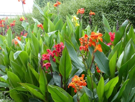 how to grow cannas