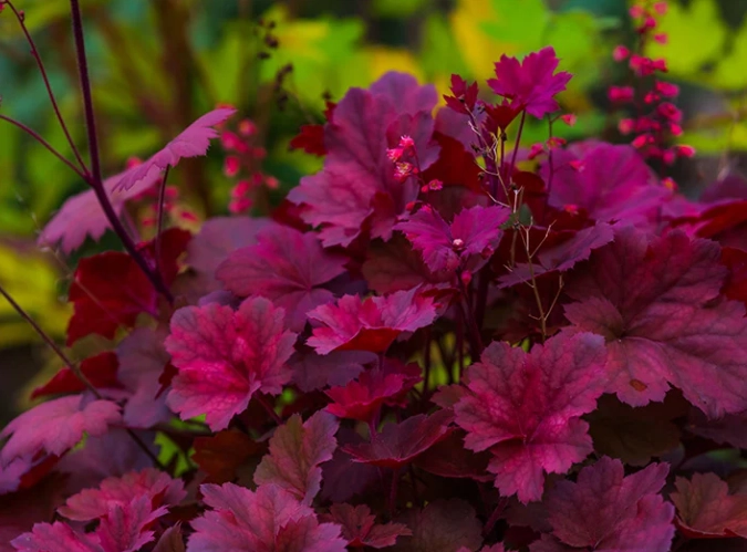 heuchera care heuchera care