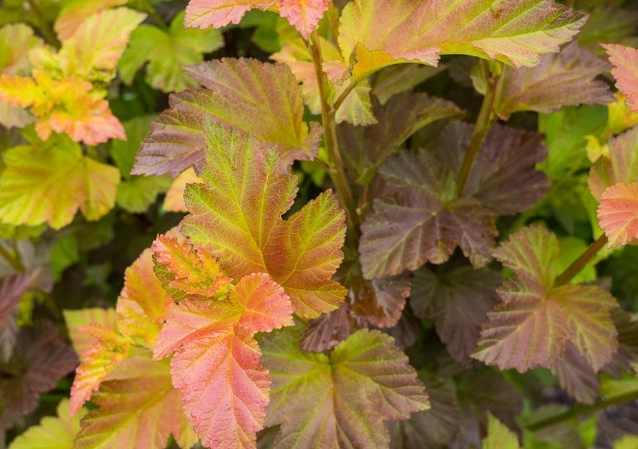 types of ninebark shrubs types of ninebark shrubs