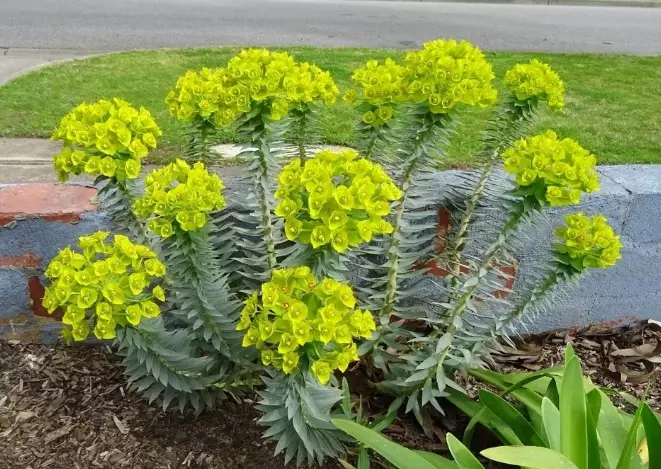 euphorbia winter care