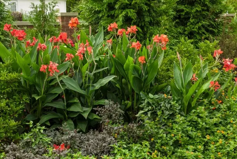 canna lily bulbs