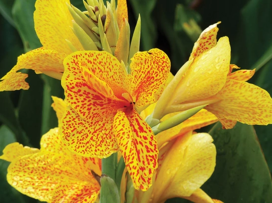 canna plant care