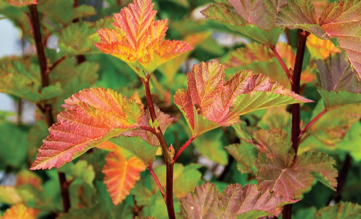 varieties of ninebark shrubs varieties of ninebark shrubs