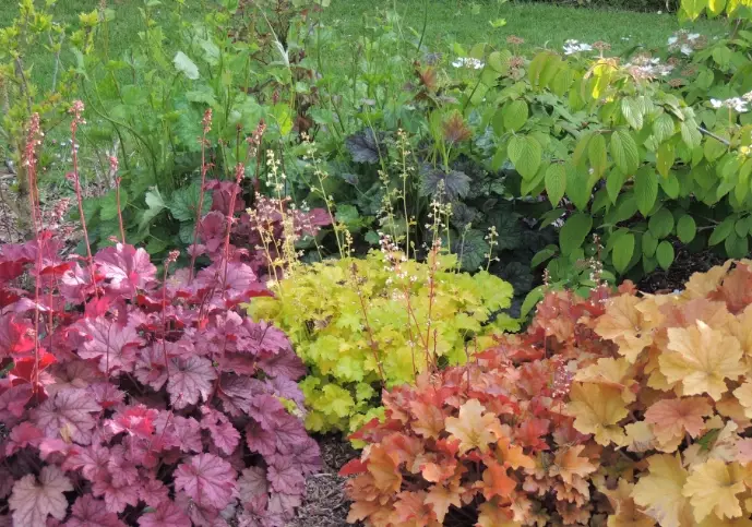 growing heuchera growing heuchera