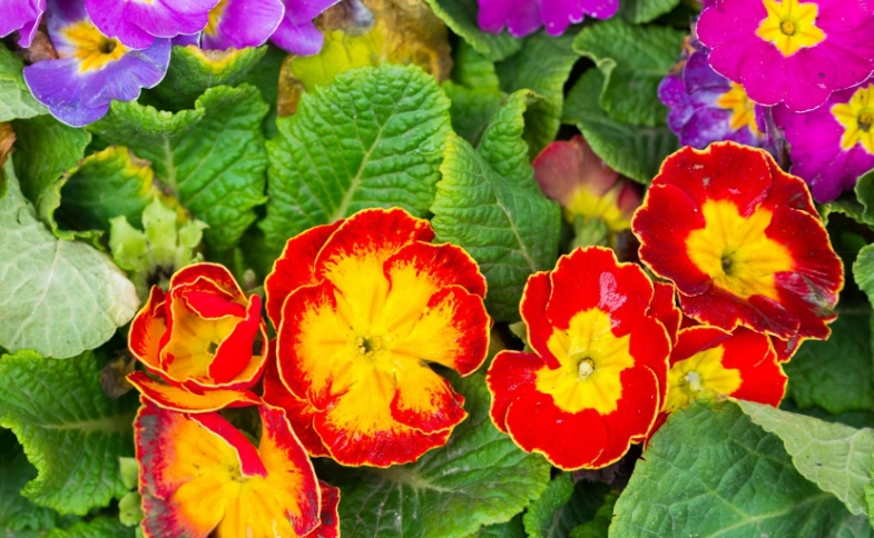 primrose perennial care