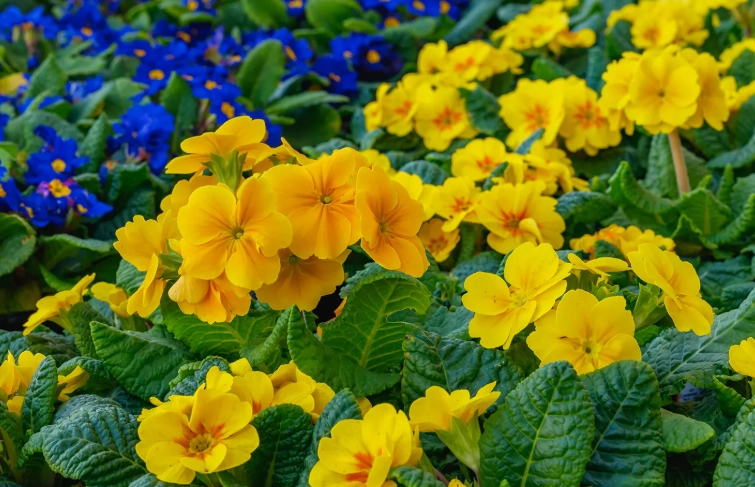 primrose perennial care