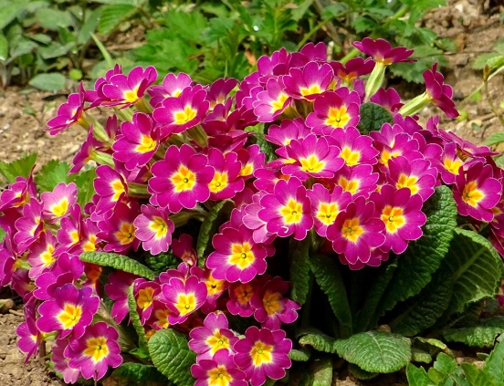 growing primrose plants