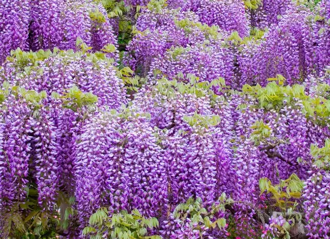 wisteria care