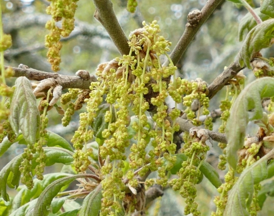 oregon white oak oregon white oak