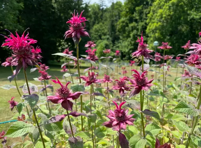 how tall does bee balm grow how tall does bee balm grow
