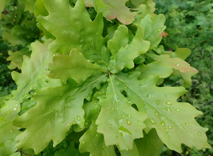 garryana oak uses garryana oak uses