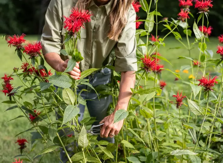 monarda plant height monarda plant height