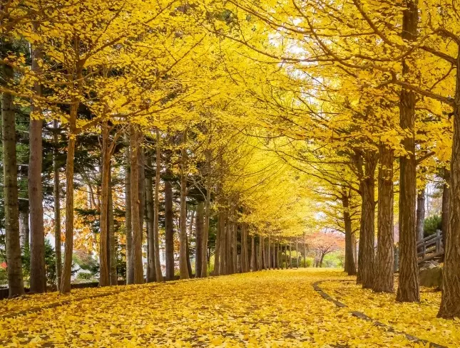 types of ginkgo trees types of ginkgo trees