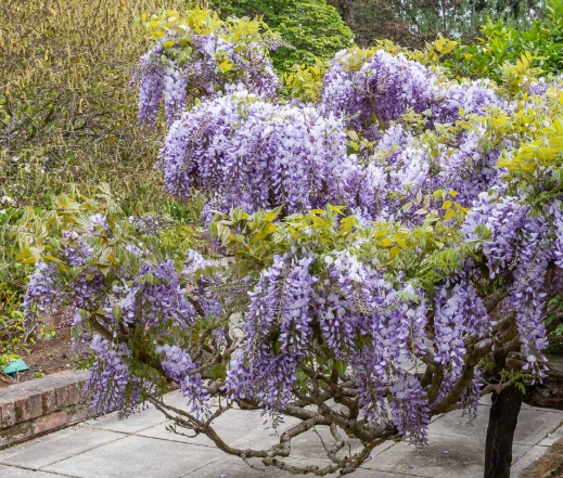 wisteria pruning