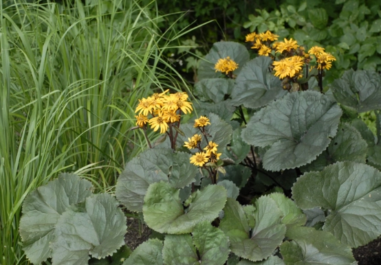 Lingularia language learning Lingularia language learning