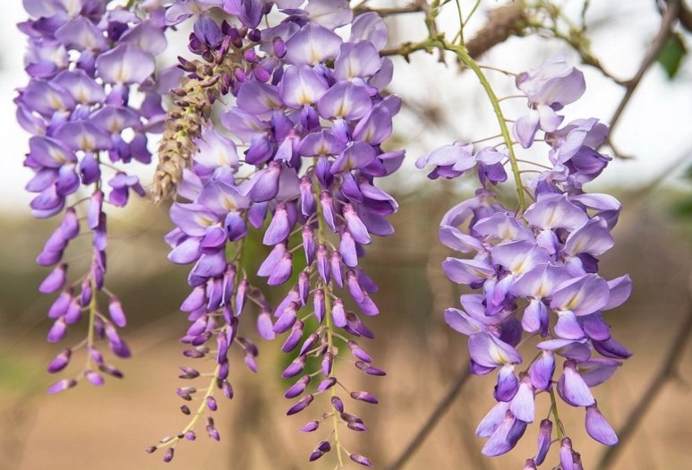 wisteria care