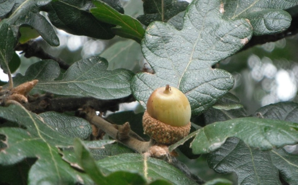 garryana oak uses garryana oak uses