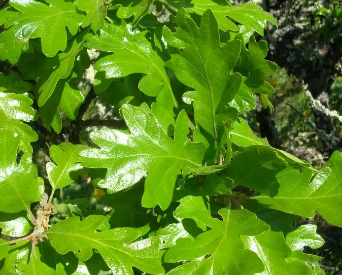 garryana oak tree garryana oak tree