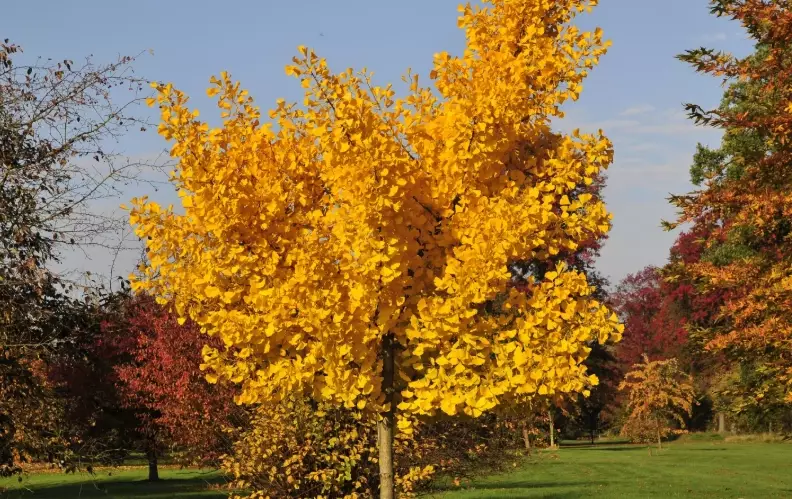 ginkgo biloba cultivars ginkgo biloba cultivars