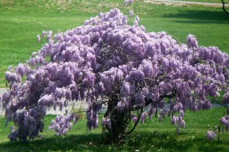 wisteria pruning